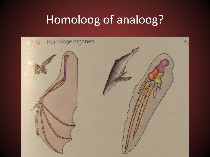 Homoloog of analoog? 