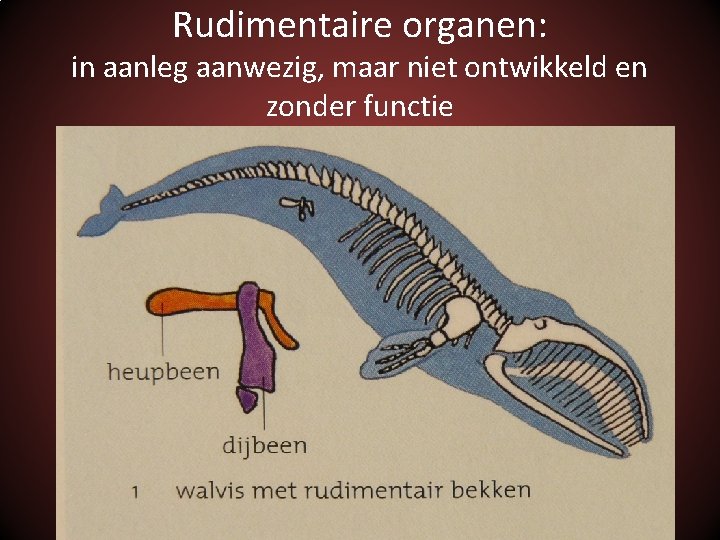 Rudimentaire organen: in aanleg aanwezig, maar niet ontwikkeld en zonder functie 