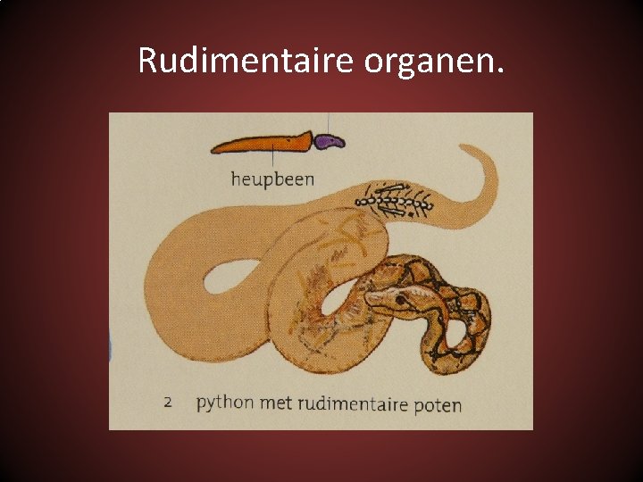 Rudimentaire organen. 
