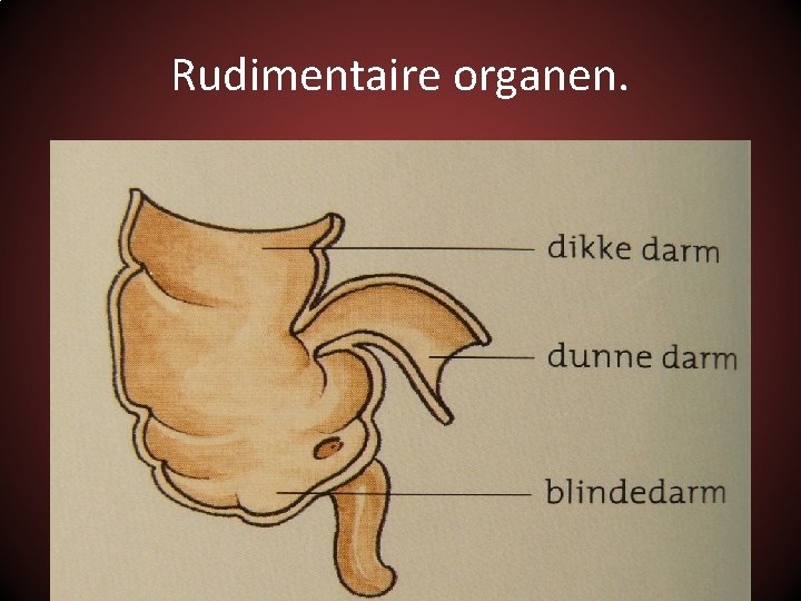 Par 25 3 Moderne systematiek Soorten veranderen in
