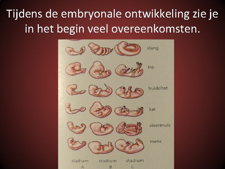 Tijdens de embryonale ontwikkeling zie je in het begin veel overeenkomsten. 