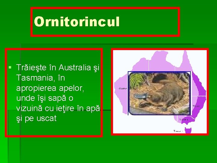 Ornitorincul § Trăieşte în Australia şi Tasmania, în apropierea apelor, unde îşi sapă o