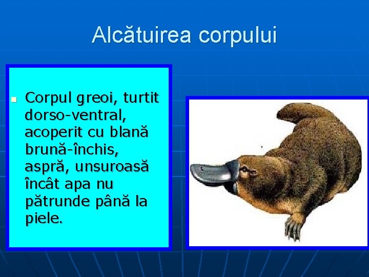 Alcătuirea corpului n Corpul greoi, turtit dorso-ventral, acoperit cu blană brună-închis, aspră, unsuroasă încât