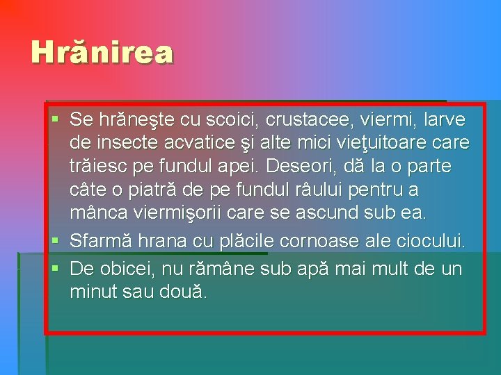 Hrănirea § Se hrăneşte cu scoici, crustacee, viermi, larve de insecte acvatice şi alte