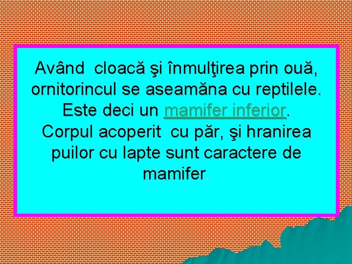 Având cloacă şi înmulţirea prin ouă, ornitorincul se aseamăna cu reptilele. Este deci un