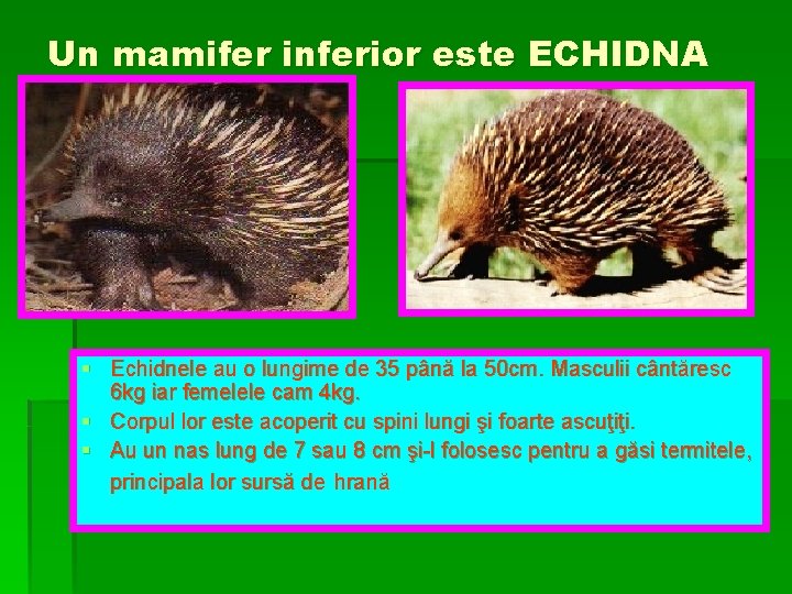 Un mamifer inferior este ECHIDNA § Echidnele au o lungime de 35 până la