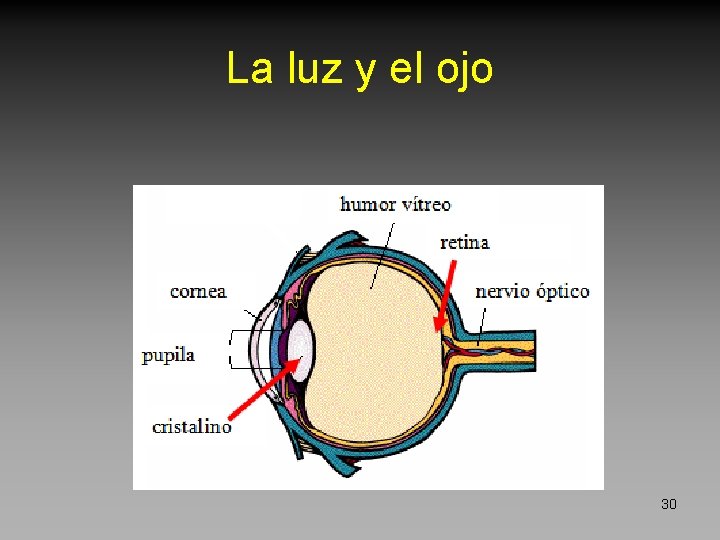 La luz y el ojo 30 