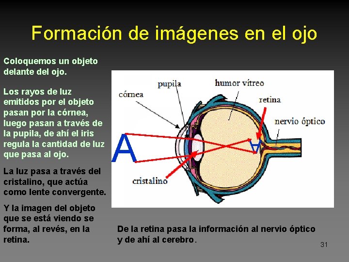 Formación de imágenes en el ojo Coloquemos un objeto delante del ojo. La luz