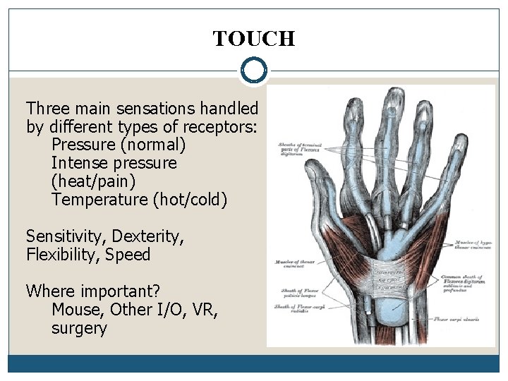 TOUCH Three main sensations handled by different types of receptors: Pressure (normal) Intense pressure