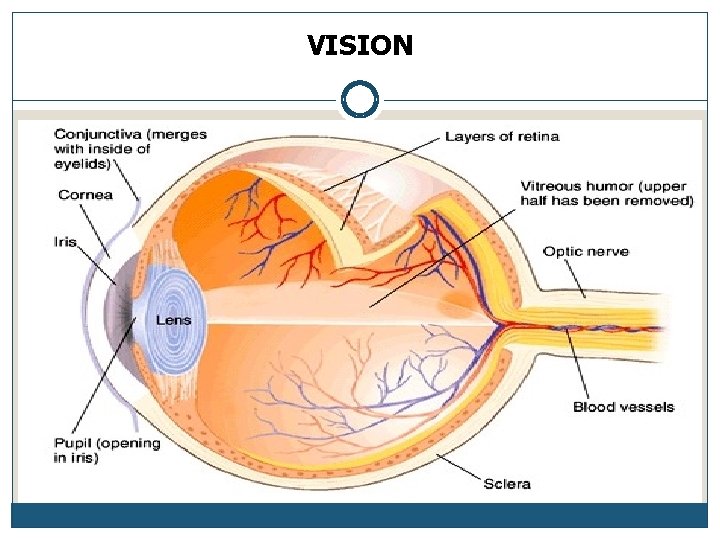 VISION 