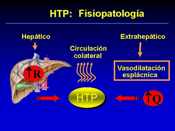 HTP: Fisiopatología Extrahepático Hepático Circulación colateral Vasodilatación esplácnica R HTP Q 
