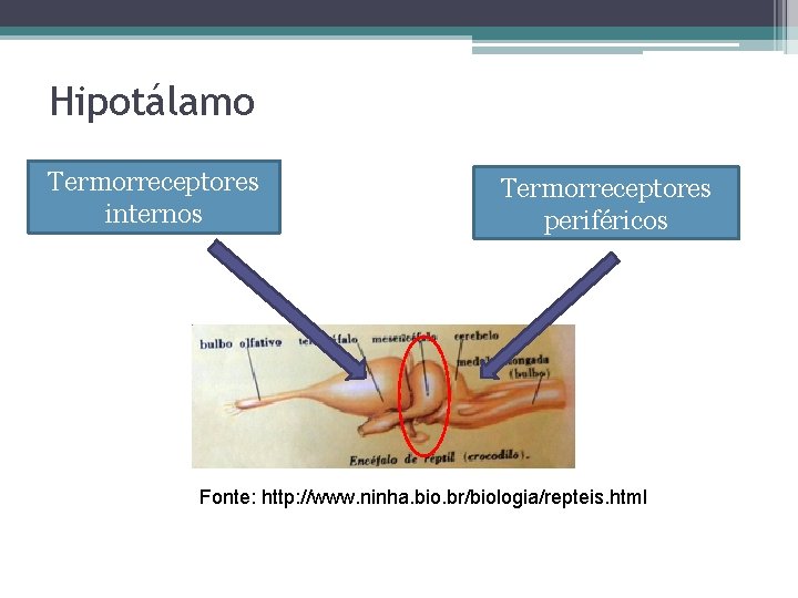 Hipotálamo Termorreceptores internos Termorreceptores periféricos Fonte: http: //www. ninha. bio. br/biologia/repteis. html 