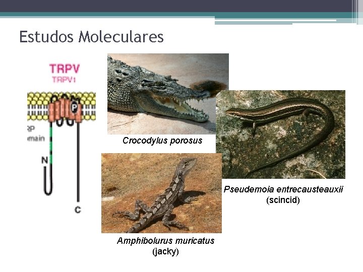 Estudos Moleculares Crocodylus porosus Pseudemoia entrecausteauxii (scincid) Amphibolurus muricatus (jacky) 