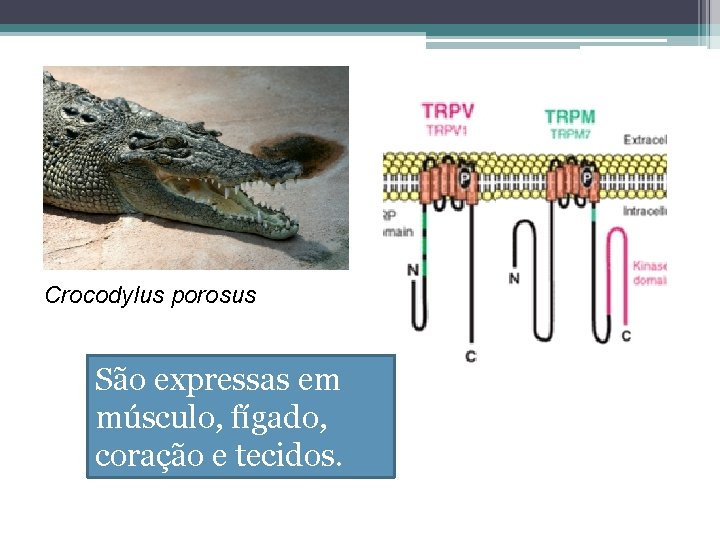 Crocodylus porosus São expressas em músculo, fígado, coração e tecidos. 