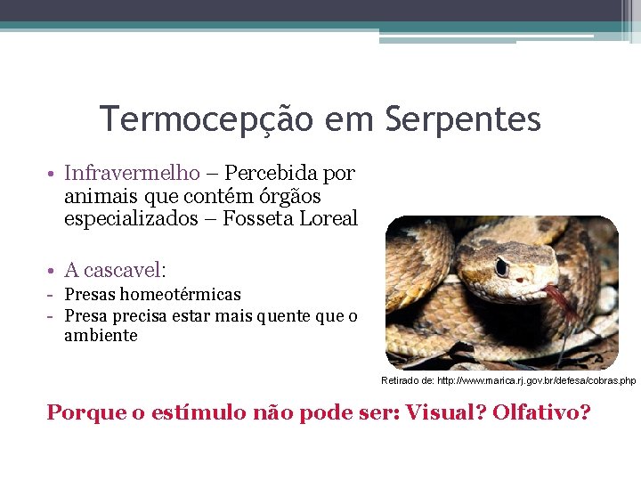Termocepção em Serpentes • Infravermelho – Percebida por animais que contém órgãos especializados –