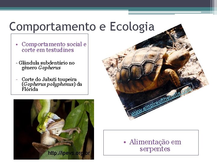 Comportamento e Ecologia • Comportamento social e corte em testudines - Glândula subdentário no