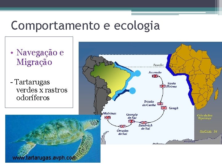 Comportamento e ecologia • Navegação e Migração - Tartarugas verdes x rastros odoríferos www.