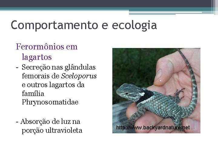 Comportamento e ecologia Ferormônios em lagartos - Secreção nas glândulas femorais de Sceloporus e