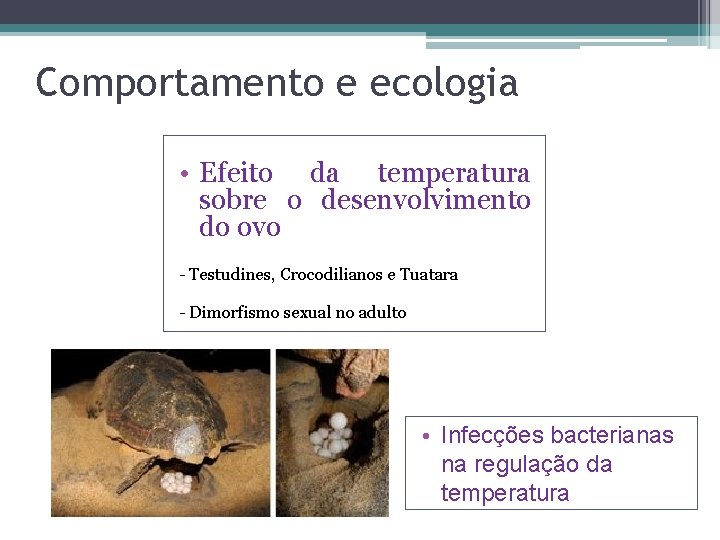 Comportamento e ecologia • Efeito da temperatura sobre o desenvolvimento do ovo - Testudines,