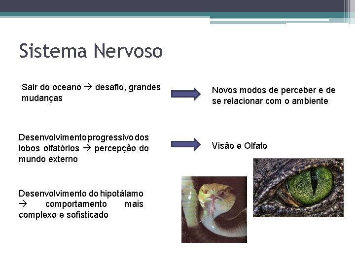 Sistema Nervoso Sair do oceano desafio, grandes mudanças Desenvolvimento progressivo dos lobos olfatórios percepção