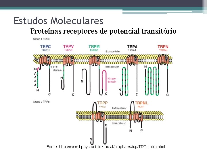 Estudos Moleculares Proteínas receptores de potencial transitório Fonte: http: //www. bphys. uni-linz. ac. at/bioph/res/icg/TRP_intro.