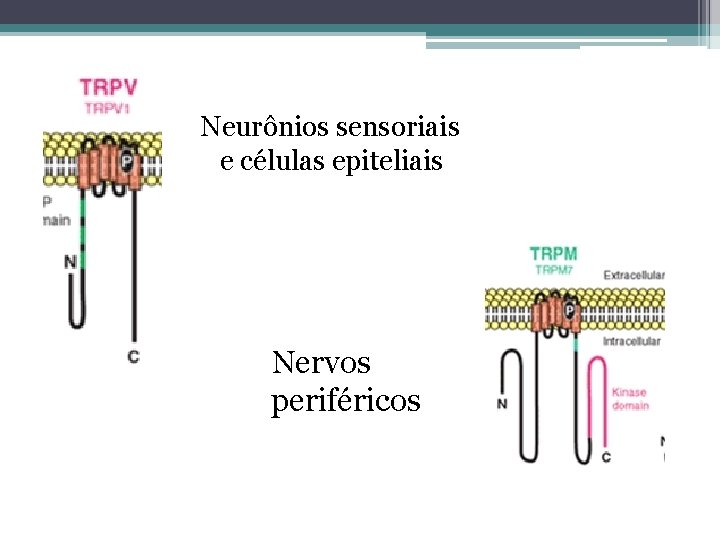 Neurônios sensoriais e células epiteliais Nervos periféricos 