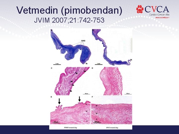 Vetmedin (pimobendan) JVIM 2007; 21: 742 -753 