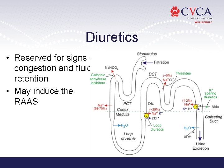 Diuretics • Reserved for signs of congestion and fluid retention • May induce the