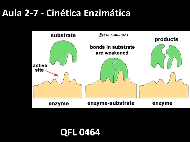 Aula 2 -7 - Cinética Enzimática QFL 0464 