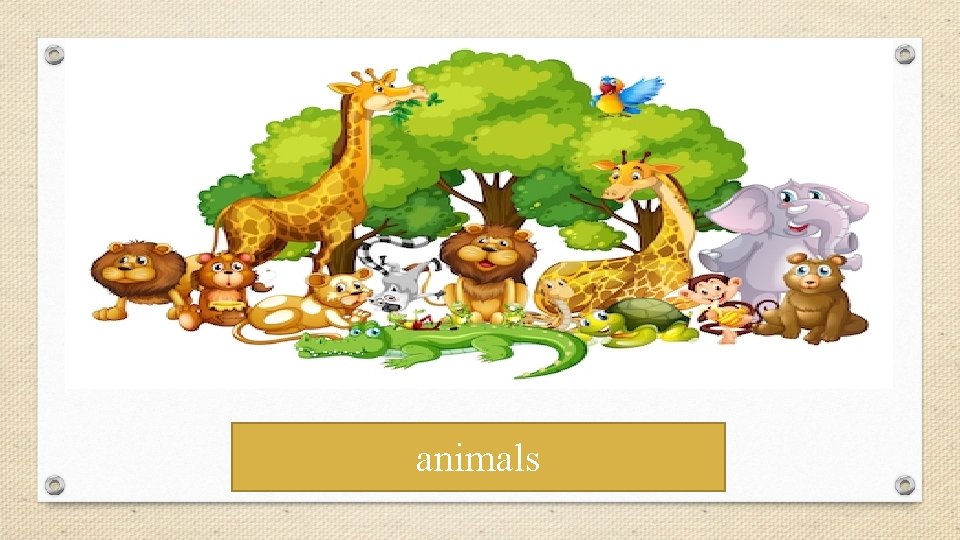 animals 