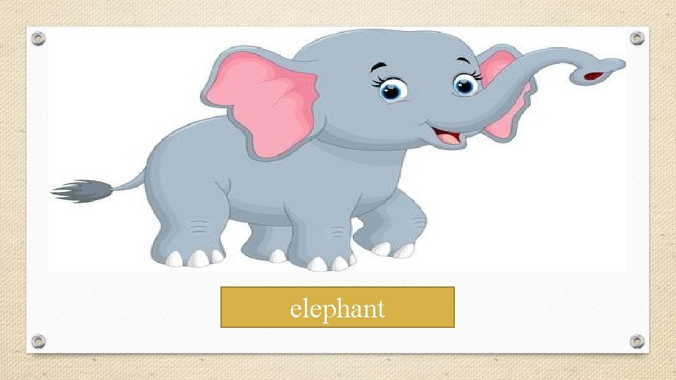 elephant 