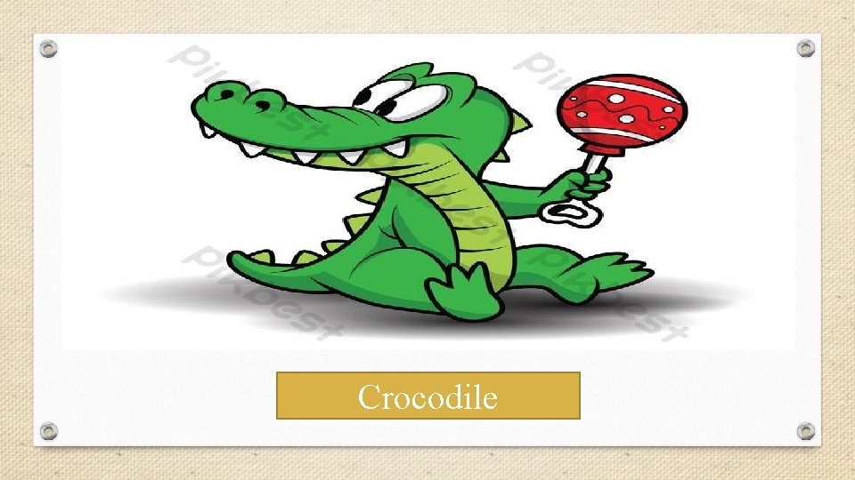 Crocodile 