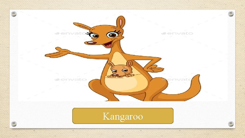 Kangaroo 