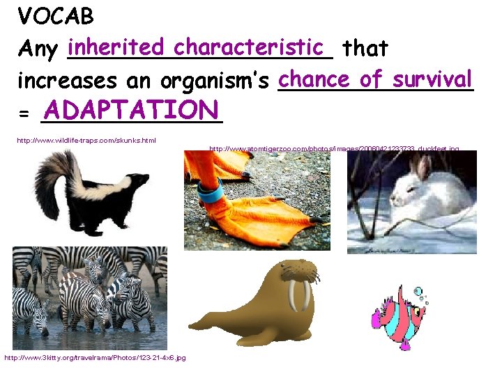 VOCAB inherited characteristic that Any __________ of survival increases an organism’s chance _______ ADAPTATION