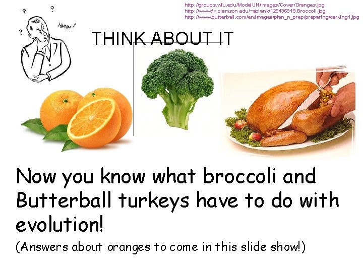 http: //groups. wfu. edu/Model. UN/images/Cover/Oranges. jpg http: //www. fx. clemson. edu/~ablank/126436919. Broccoli. jpg http: