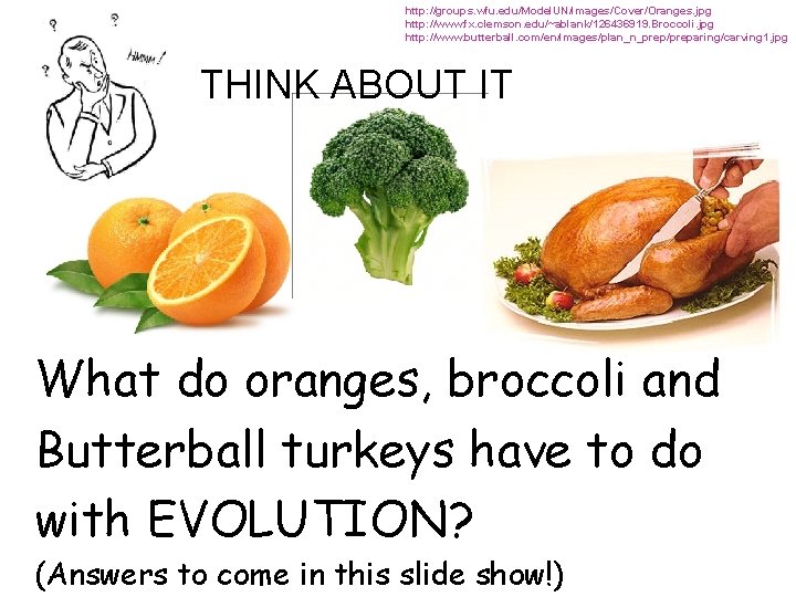 http: //groups. wfu. edu/Model. UN/images/Cover/Oranges. jpg http: //www. fx. clemson. edu/~ablank/126436919. Broccoli. jpg http: