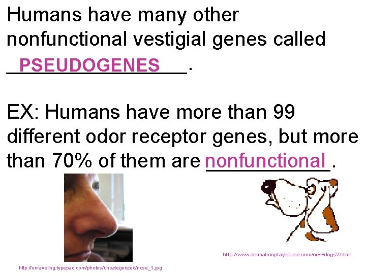 Humans have many other nonfunctional vestigial genes called ________. PSEUDOGENES EX: Humans have more