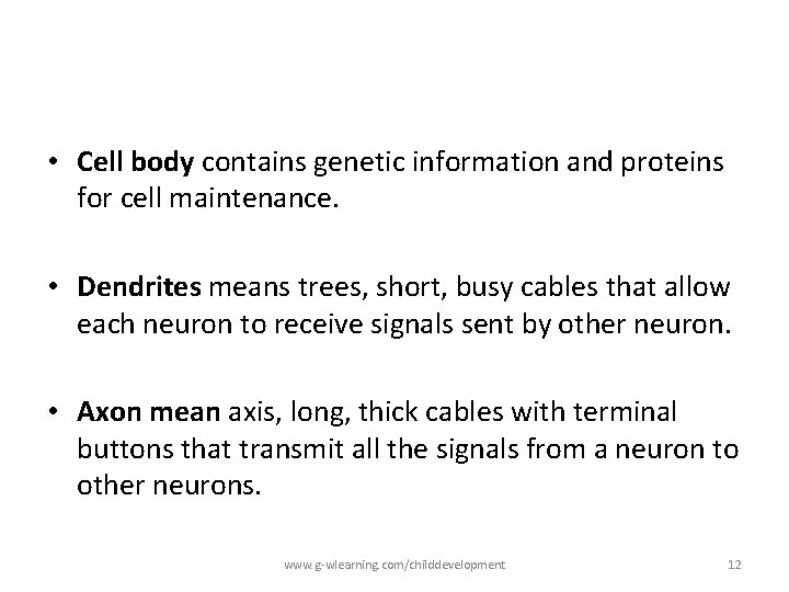 • Cell body contains genetic information and proteins for cell maintenance. • Dendrites • Cell body contains genetic information and proteins for cell maintenance. • Dendrites