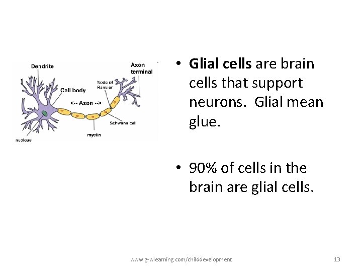 • Glial cells are brain cells that support neurons. Glial mean glue. • • Glial cells are brain cells that support neurons. Glial mean glue. •