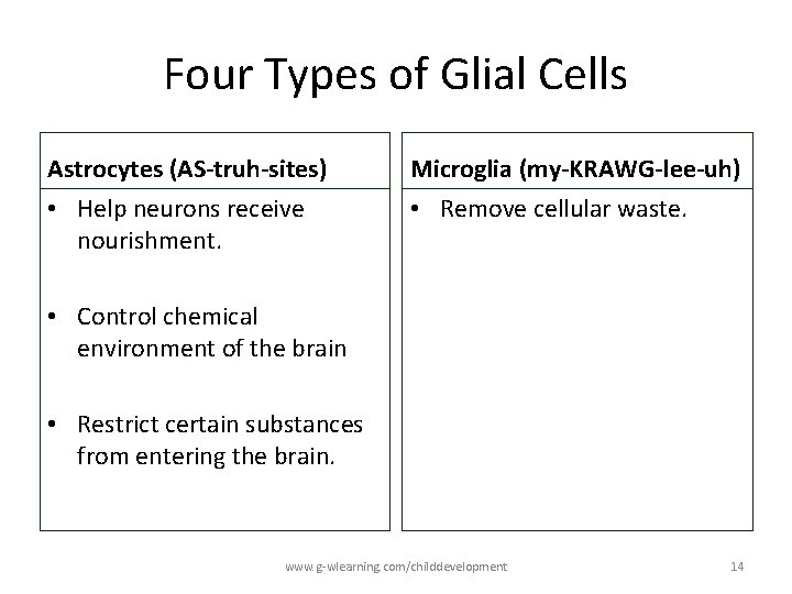 Four Types of Glial Cells Astrocytes (AS-truh-sites) Microglia (my-KRAWG-lee-uh) • Help neurons receive nourishment. Four Types of Glial Cells Astrocytes (AS-truh-sites) Microglia (my-KRAWG-lee-uh) • Help neurons receive nourishment.