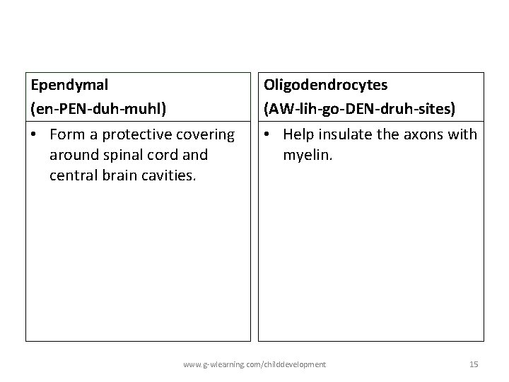Ependymal (en-PEN-duh-muhl) Oligodendrocytes (AW-lih-go-DEN-druh-sites) • Form a protective covering around spinal cord and central Ependymal (en-PEN-duh-muhl) Oligodendrocytes (AW-lih-go-DEN-druh-sites) • Form a protective covering around spinal cord and central