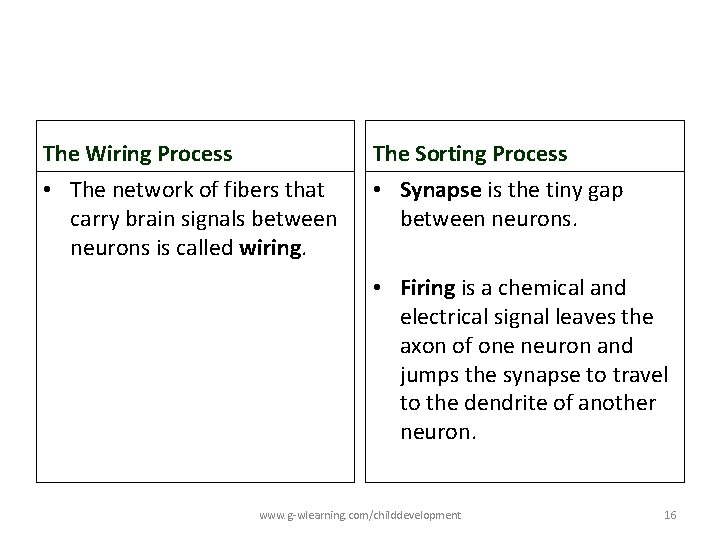 The Wiring Process The Sorting Process • The network of fibers that carry brain The Wiring Process The Sorting Process • The network of fibers that carry brain