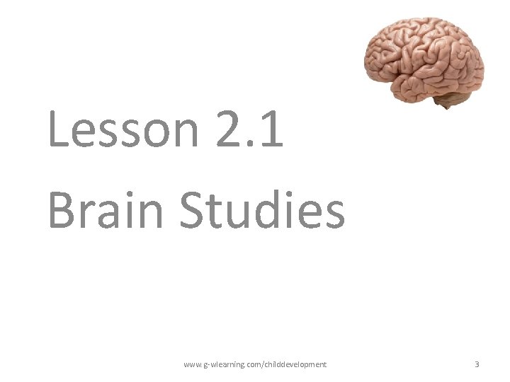 Lesson 2. 1 Brain Studies www. g-wlearning. com/childdevelopment 3 Lesson 2. 1 Brain Studies www. g-wlearning. com/childdevelopment 3