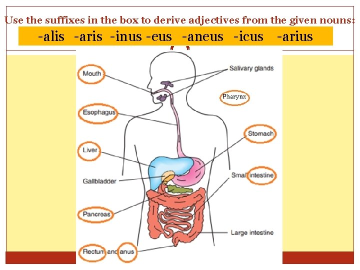 Use the suffixes in the box to derive adjectives from the given nouns: -alis Use the suffixes in the box to derive adjectives from the given nouns: -alis