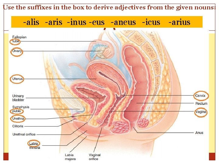 Use the suffixes in the box to derive adjectives from the given nouns: -alis Use the suffixes in the box to derive adjectives from the given nouns: -alis
