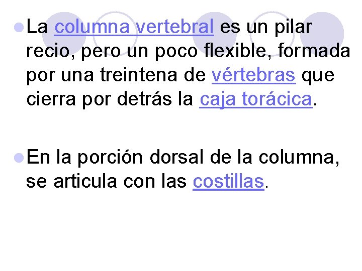 l La columna vertebral es un pilar recio, pero un poco flexible, formada por