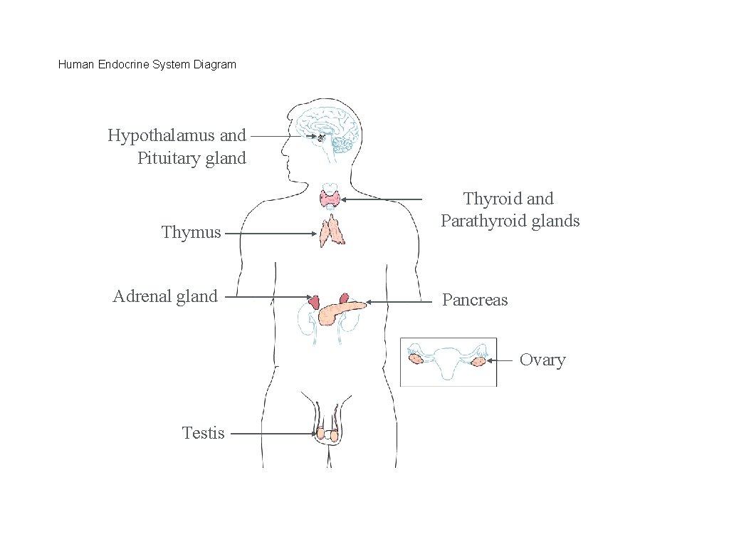 Human Endocrine System Diagram Hypothalamus and Pituitary gland Thymus Adrenal gland Thyroid and Parathyroid