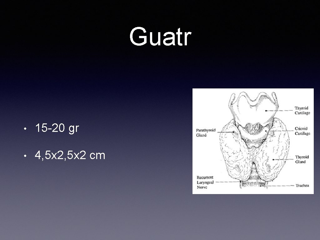 Guatr • 15 -20 gr • 4, 5 x 2 cm 