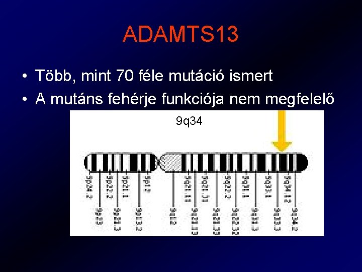 ADAMTS 13 • Több, mint 70 féle mutáció ismert • A mutáns fehérje funkciója