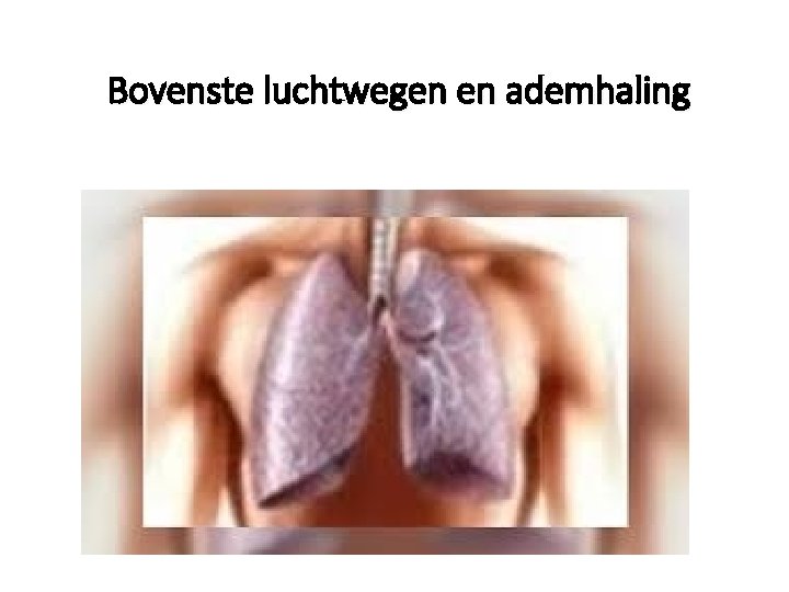 Bovenste luchtwegen en ademhaling 